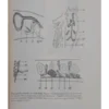 LA EXPEDICION HELVETICA VIAJE DE EXPLORACION CIENTIFICA POR COLOMBIA EN 1910 DE LOS PROFESORES OTTO FUHRMANN Y EUGENE MAYOR